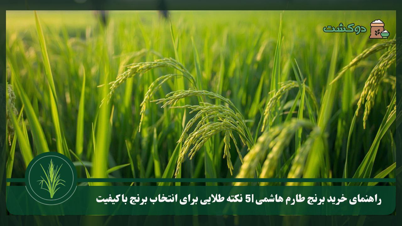راهنمای خرید برنج طارم هاشمی