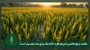 مقایسه برنج هاشمی با برنج طارم