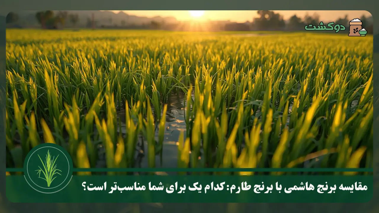 مقایسه برنج هاشمی با برنج طارم