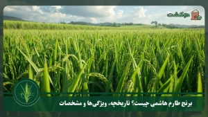 برنج طارم هاشمی چیست