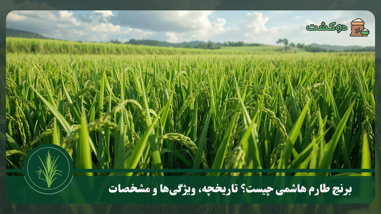 برنج طارم هاشمی چیست
