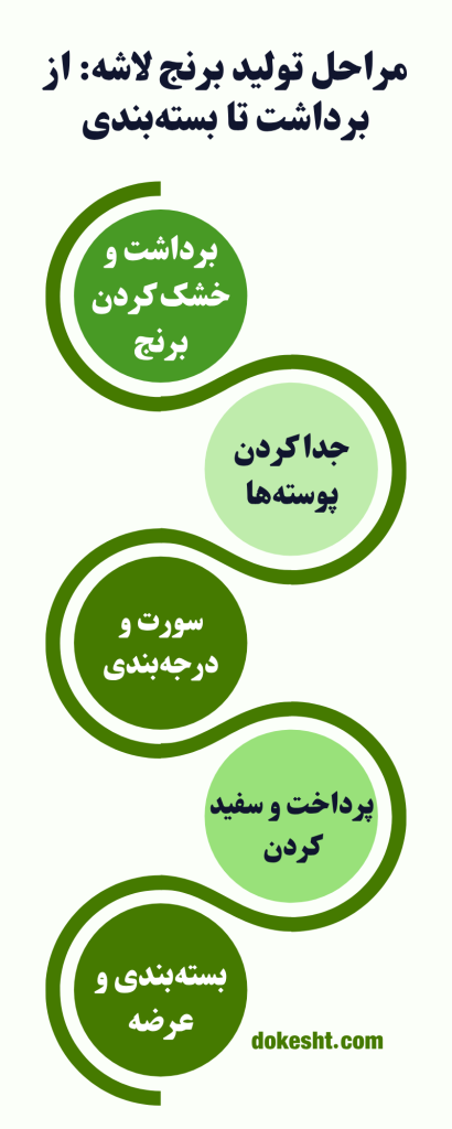 تفاوت برنج لاشه و سرلاشه